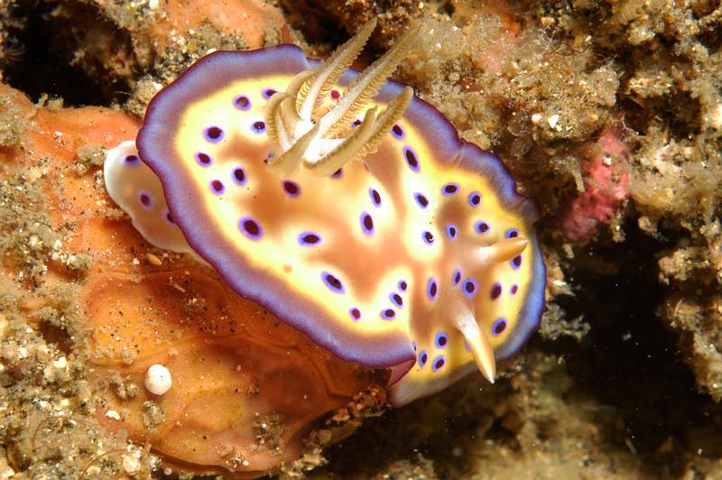 Image 03.jpg - Winner - Lydia Vulliamy - Nudibranch